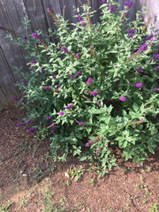 Butterfly Bush